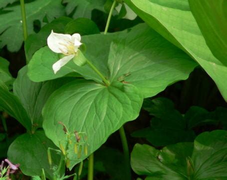 圓葉玉簪|跡見群芳譜 (野草譜 オオバギボウシ)